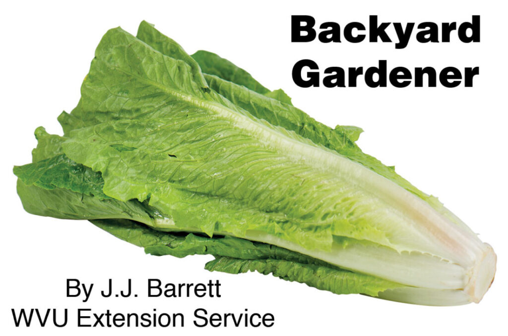 Backyard Gardener: Romaine lettuce – classic color, unique flavor | News, Sports, Jobs Backyard Gardener: Romaine lettuce – classic color, unique flavor | News, Sports, Jobs