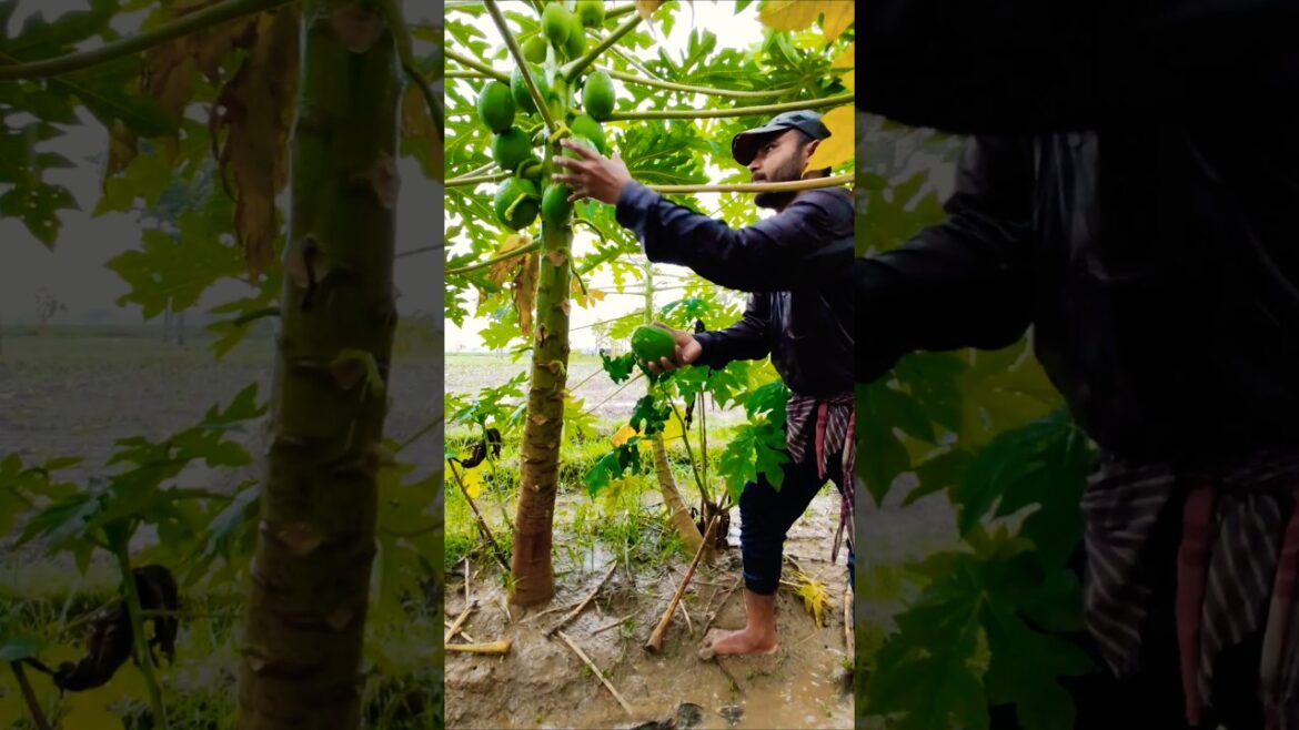 🌧️ No Rain Can Stop Him – Green Papaya Harvest for the Market #shorts 🌧️ No Rain Can Stop Him – Green Papaya Harvest for the Market #shorts