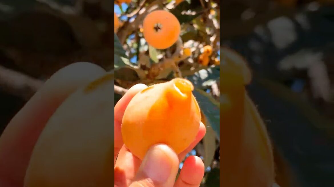 Loquat#fruit Taste Test! So Adorable #fruitharvesting #growyourownfood #garden