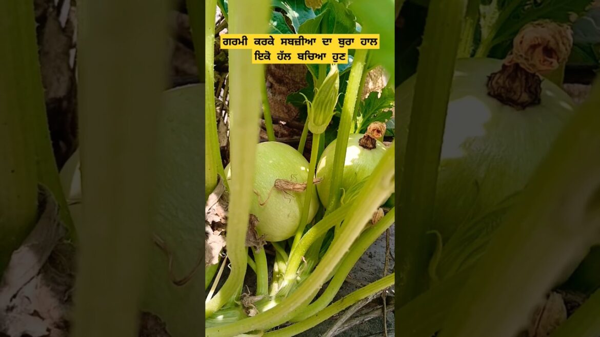 ਸਬਜ਼ੀਆ ਨੂੰ ਤੇਜ਼ ਗਰਮੀ ਤੋਂ ਬਚਾਉਣ ਲਈ ਇਹ ਤਰੀਕਾ ਵਰਤੋ #care #gardening #shorts #yt @OrganicGardening1918