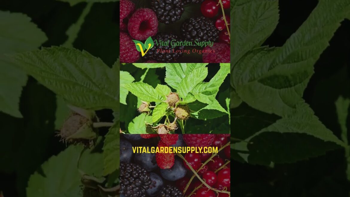 Berries are Thriving