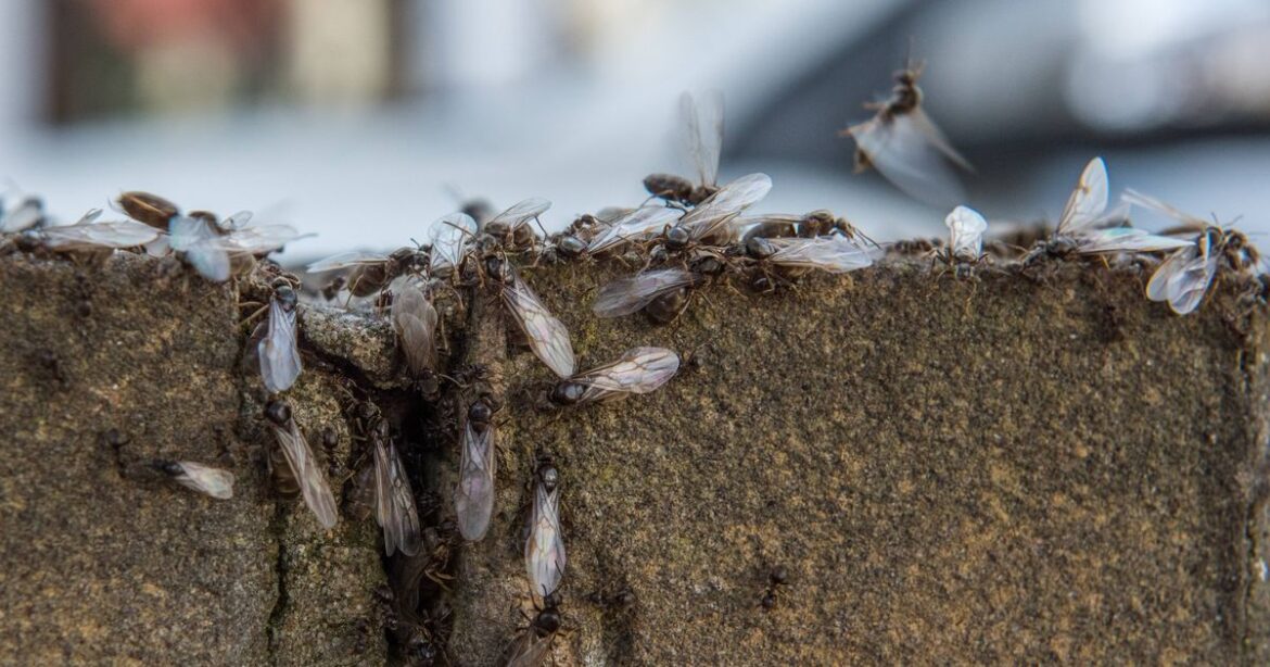 Gardeners told how to spot tiny ants ‘now found in UK’ which cause ‘devastation’ Ipso logo