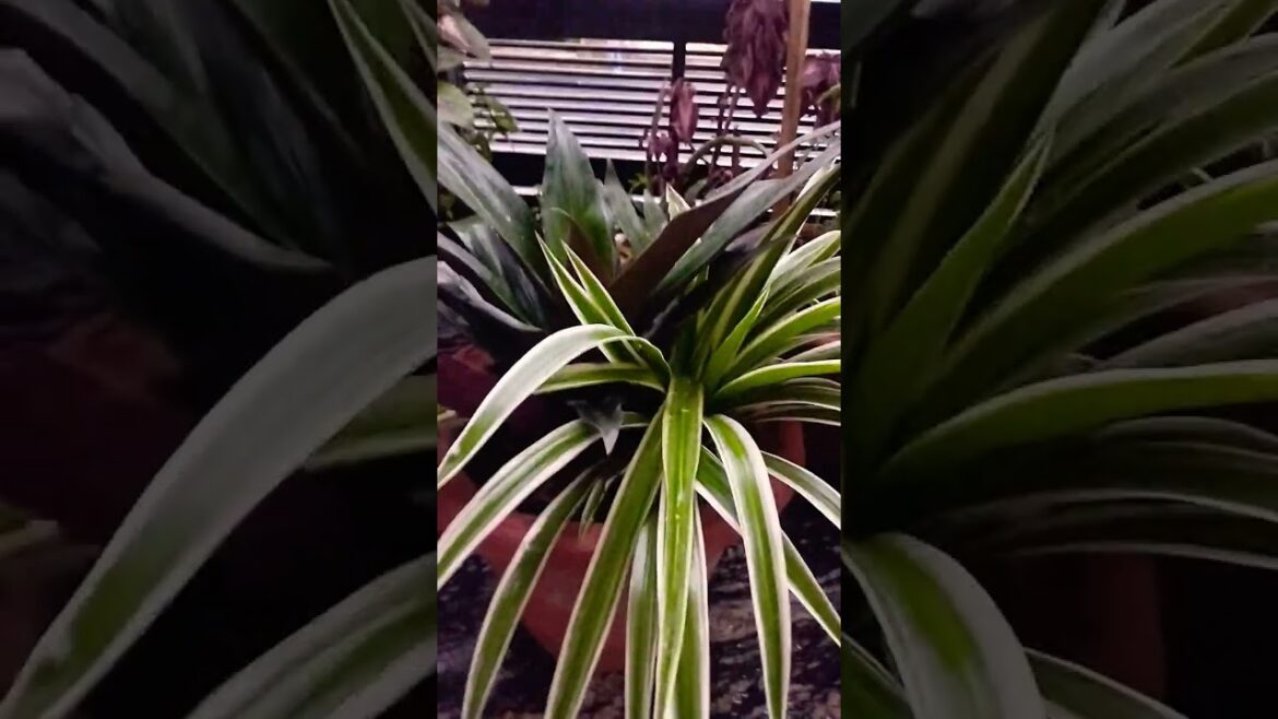 easy plants to grow indoors#spiderplant #plantsofindia