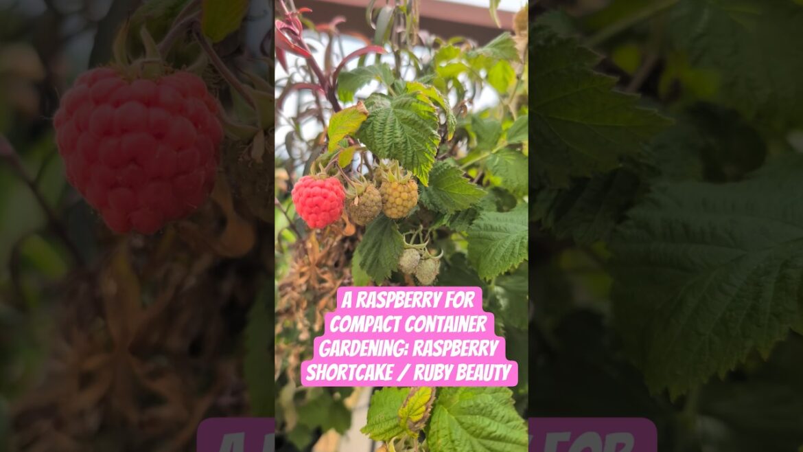 Compact Container Gardening: Raspberry Shortcake /Ruby Beauty #raspberry #growyourownfood #gardening Compact Container Gardening: Raspberry Shortcake /Ruby Beauty #raspberry #growyourownfood #gardening