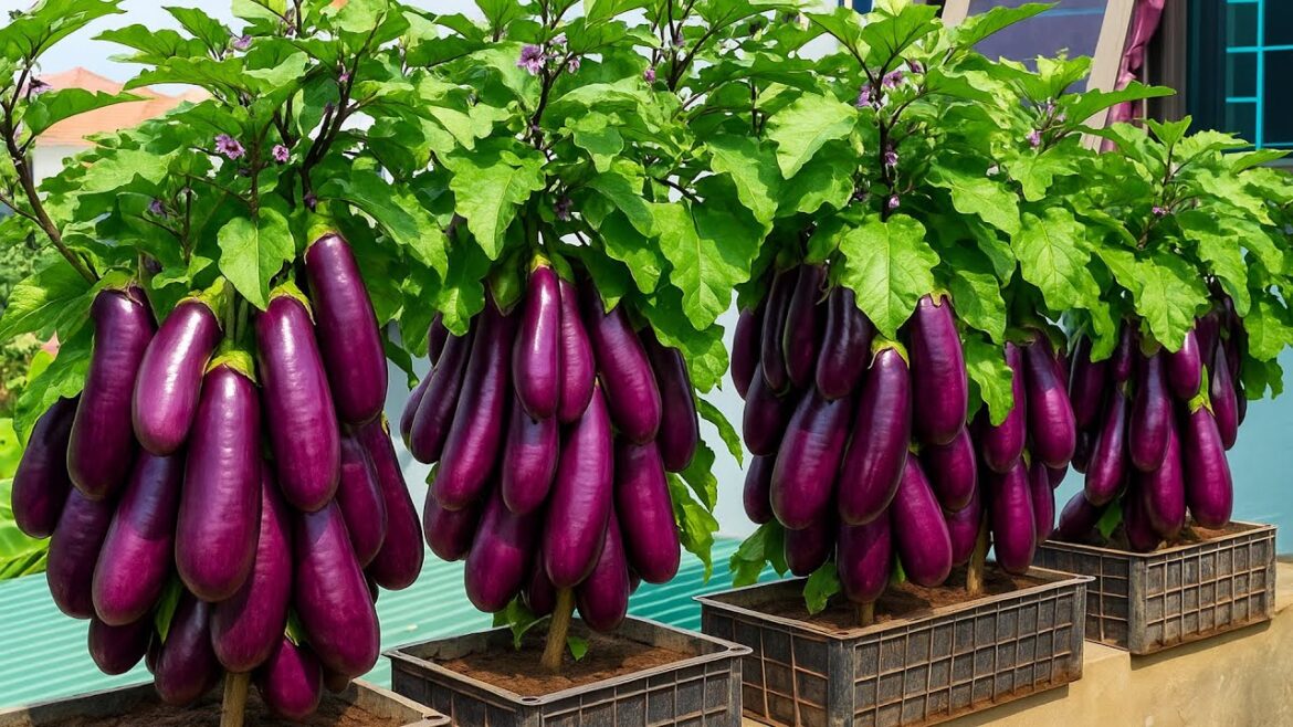 Growing Eggplants in Plastic Containers – The Secret to a Good Harvest