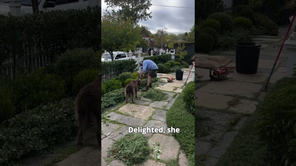 Satisfying Gardening Work🌳#garden #satisfying #cleaning #grass #lawn #viral #fyp #trending #519