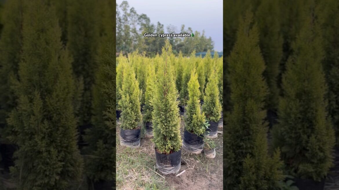 (Golden cypress) available @Rgnursery | Landscape work | Service all India | #plants #supply (Golden cypress) available @Rgnursery | Landscape work | Service all India | #plants #supply