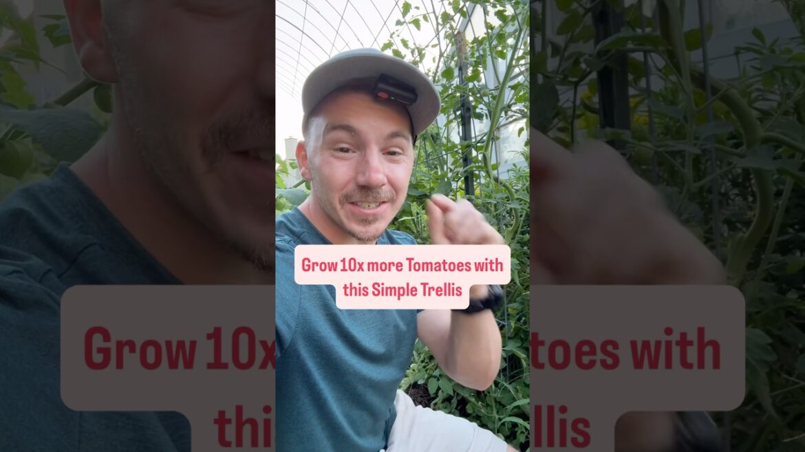 Grow 10x more Tomatoes with this Simple Trellis!