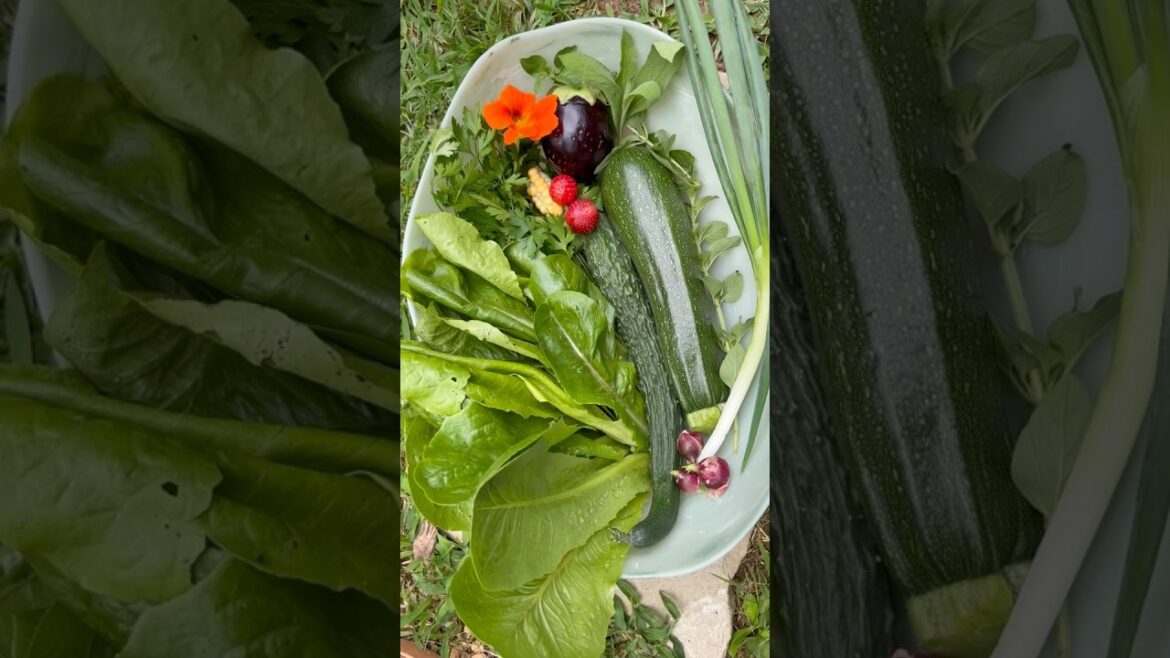 Homegrown Garden Fresh Salad!!🥗#gardenjourney#garden#gardener#vegetablegardening#grow#growingfood