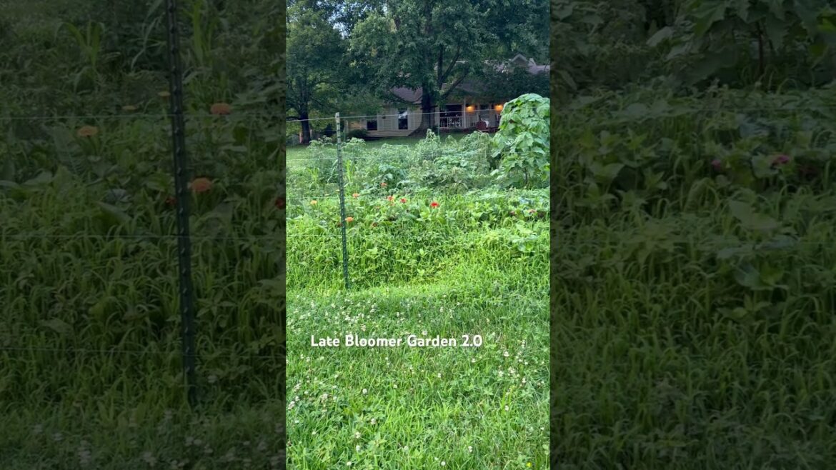 Garden overrun with weeds! #gardening