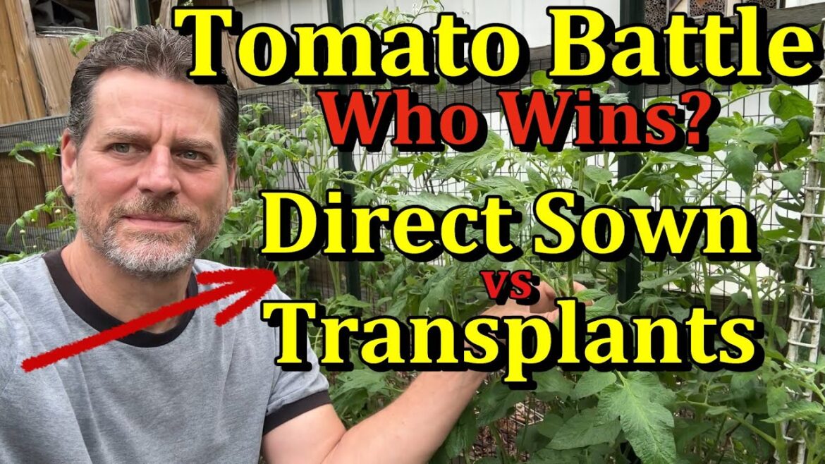 You Can Just Direct Seed Tomato Plants - Here's Why!  (As Good As Planting Transplants)