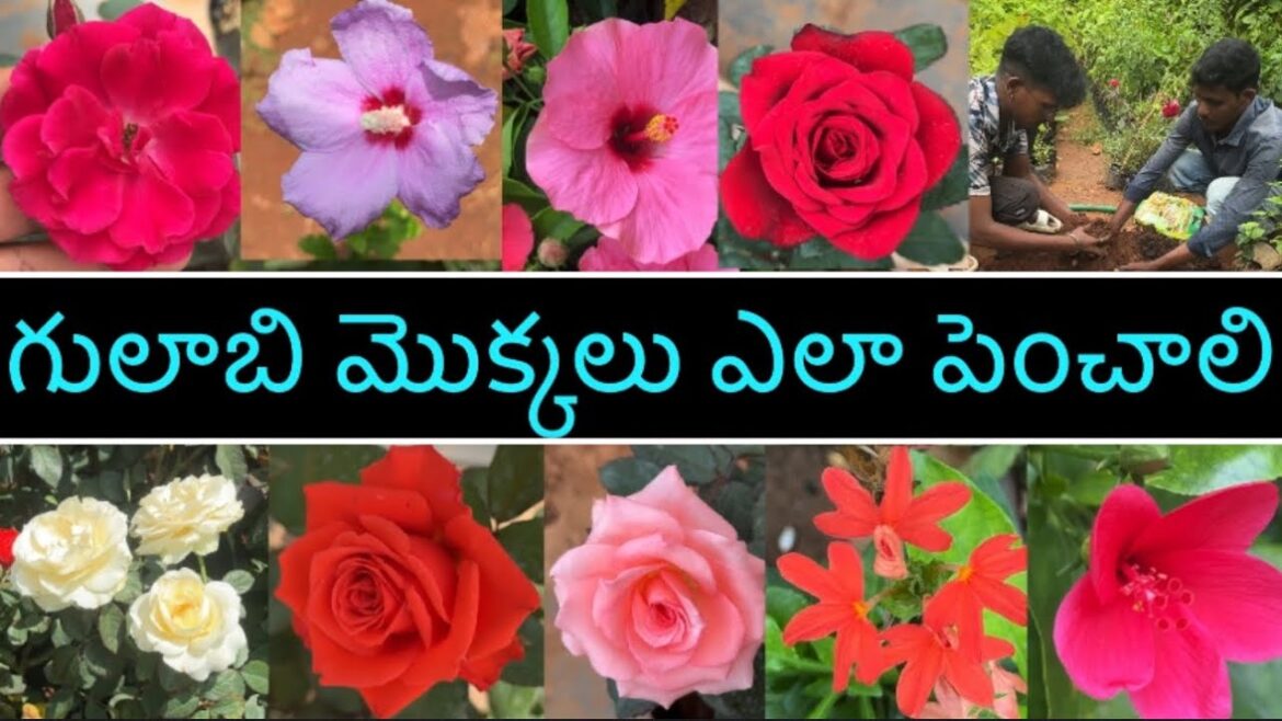 Rose plans, medicine గులాబీ మొక్కలు 💐 పెద్దగా రావాలంటే ఎలా నాటాలి#2021garden #garden #viralshort
