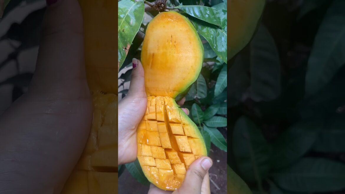 #simple mango 🥭 carving cutting designs #mango cutting #mango #fruit mango carving design #foodart