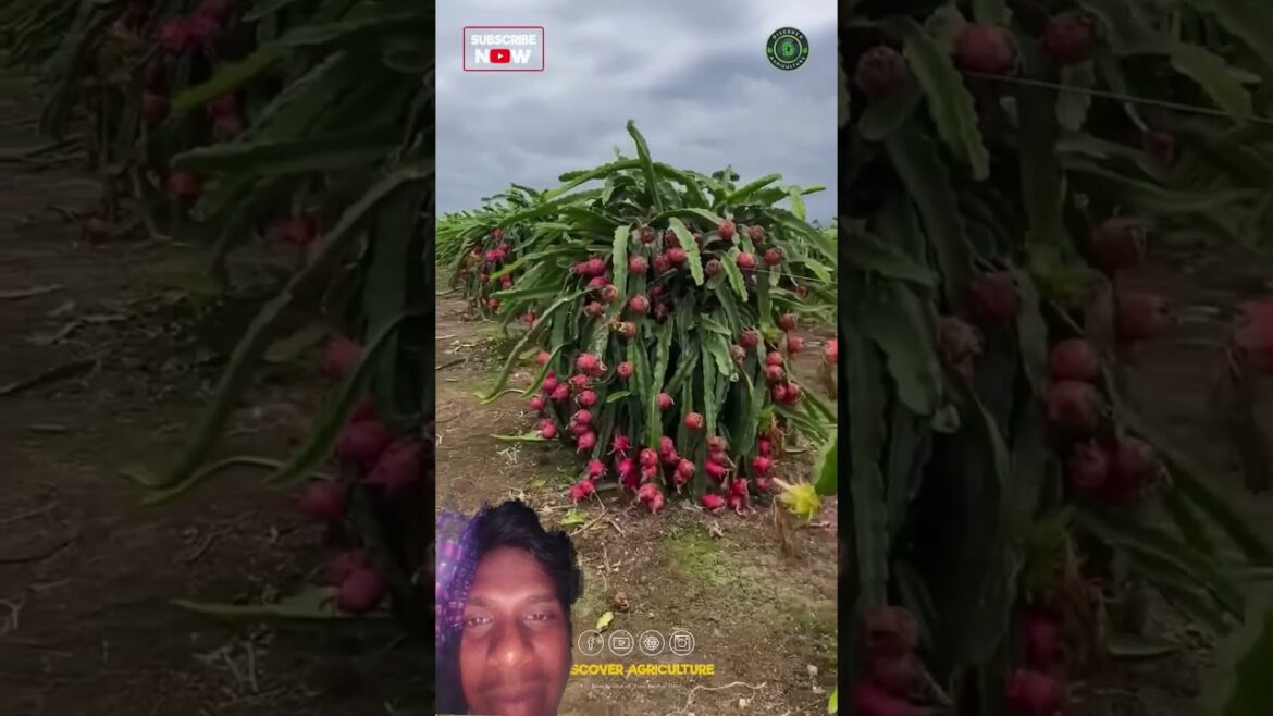 Japan me #fruit  dragon fruit ki kheti over || Japanese fruits