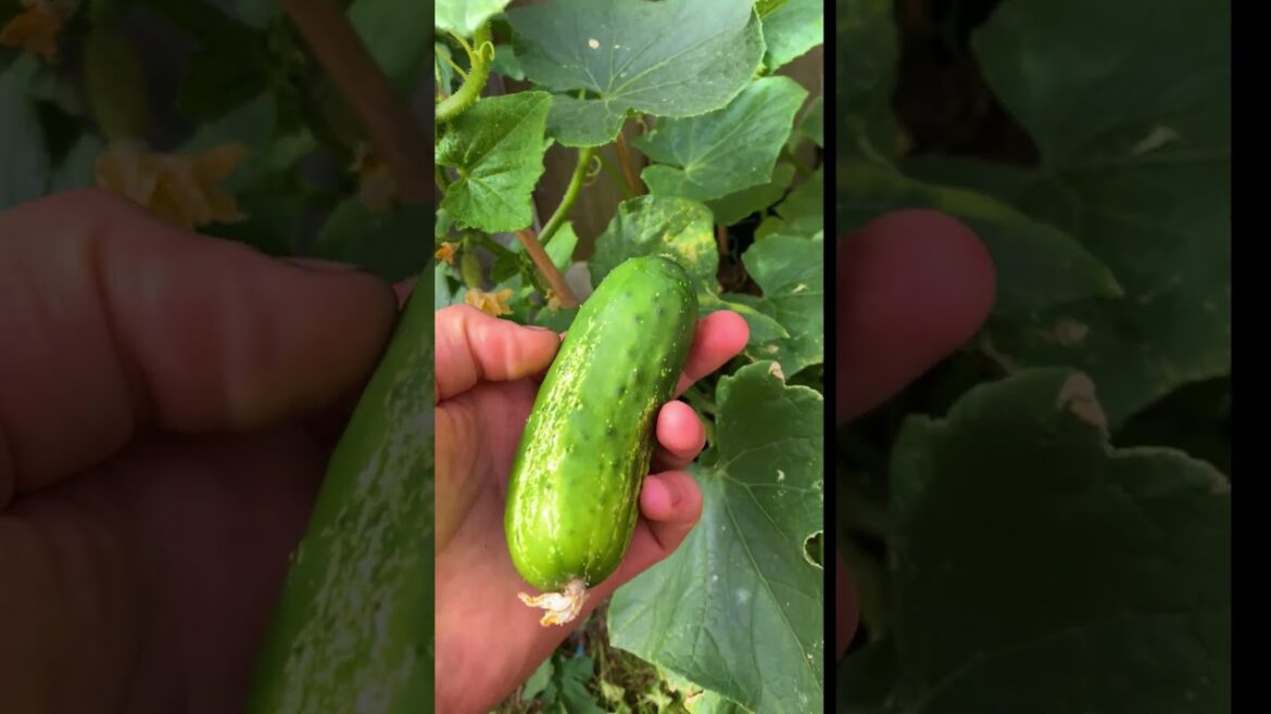 Cucumbers in a Pot🥒 day 43 – Harvest time !.. #containergarden #garden Cucumbers in a Pot🥒 day 43 – Harvest time !.. #containergarden #garden