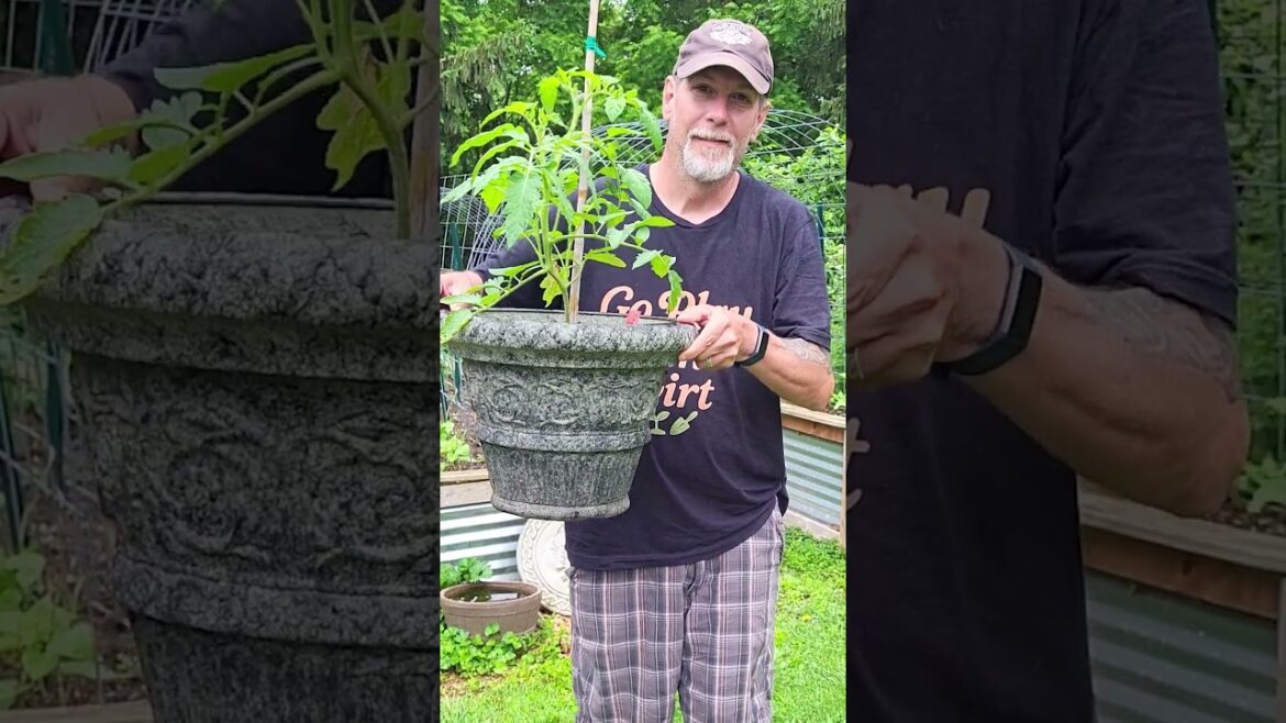 8 Crops Perfect for June Container Gardening