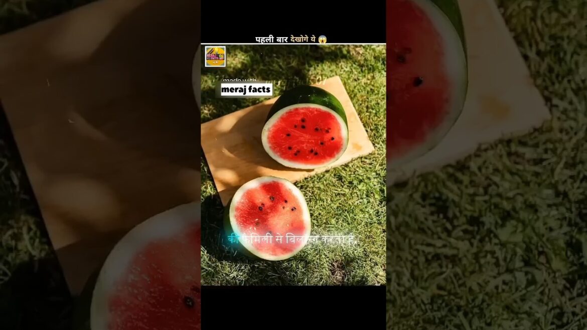 I Exploded Cucumbers & Here's Why You Should Care#amazing facts#healthy snacks#gardening tips#ytshor