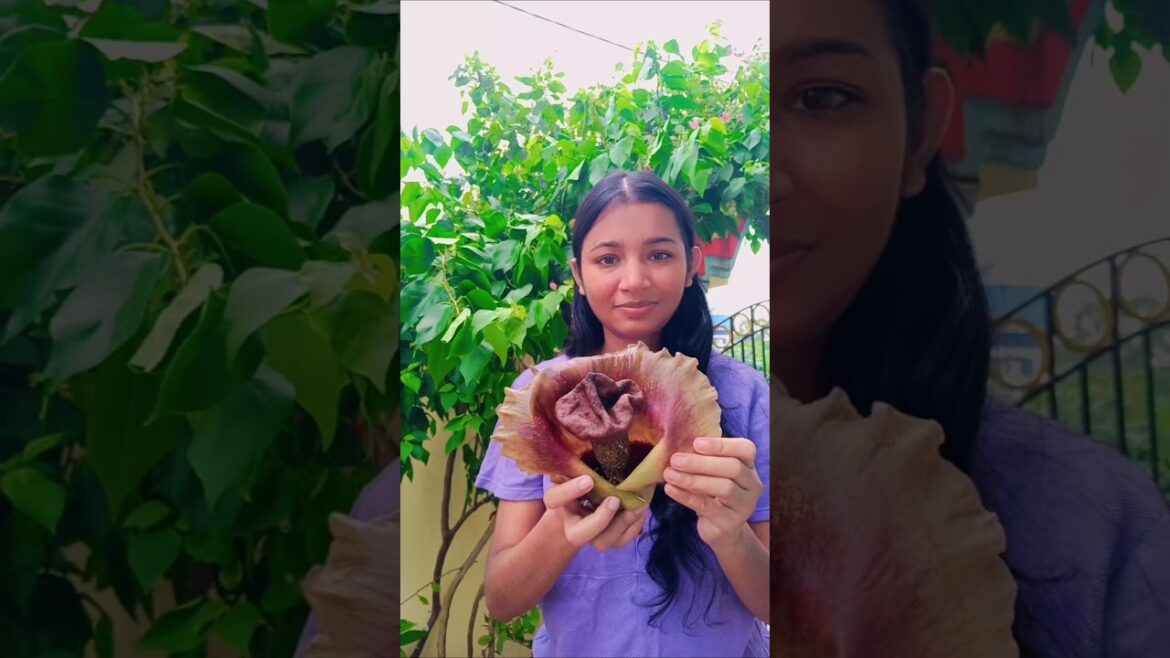 ফুল থেকে পঁচা মাংসের গন্ধ কেনো বেরোচ্ছে?#plants  #gardening#gardeningtips