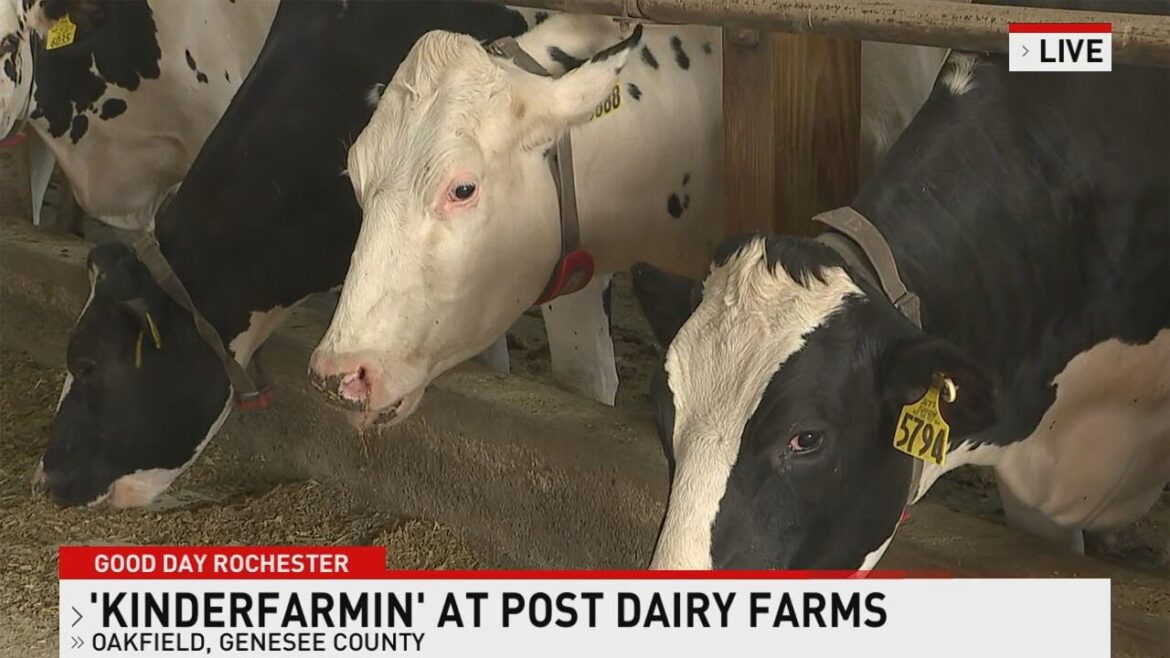 ARC Rochester 6-4-25 (Kinderfarmin')