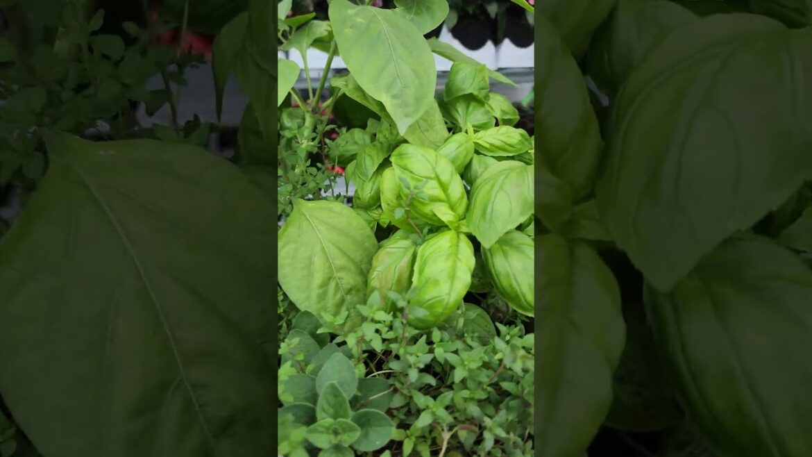 Costco Pizza Planter – 18 inch Edible Garden Costco Pizza Planter - 18 inch Edible Garden