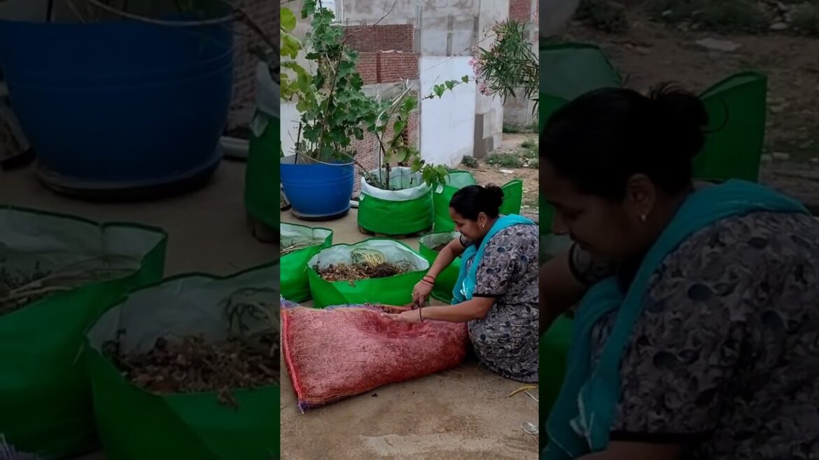 अब खाद खरीदने की जरूरत नहीं 🤔#viralvideo #terracegardenindia #shortvideo #vegetablegardening