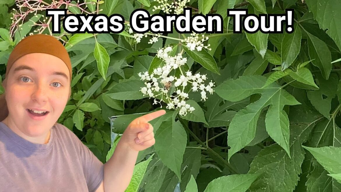 Exploring Our HUGE Texas Backyard Garden in June! Exploring Our HUGE Texas Backyard Garden in June!