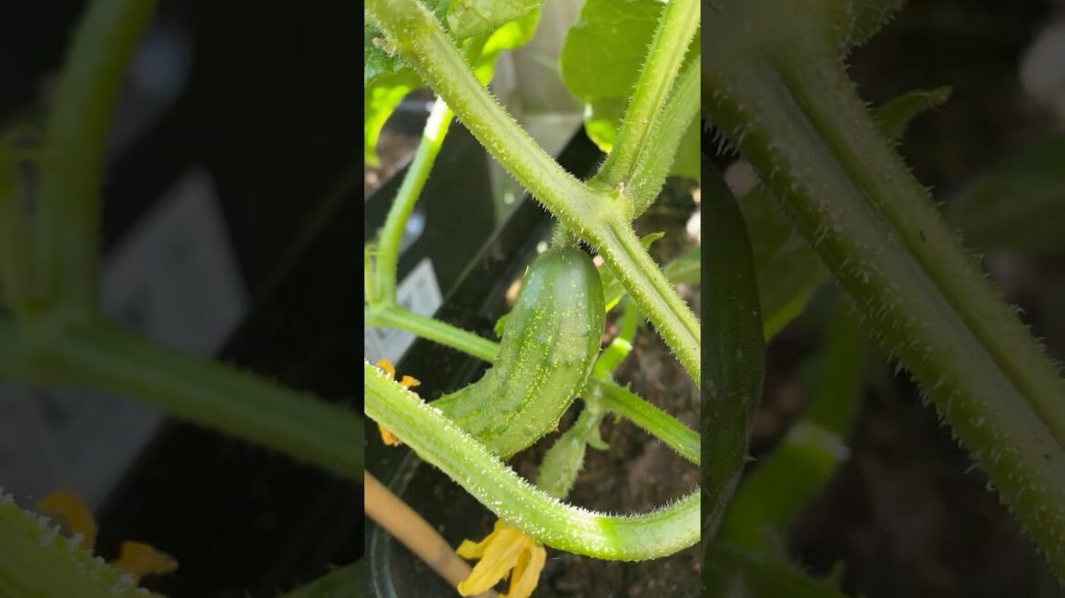 Cucumbers in a Pot day 34  – I see you little buddy! #containergardening