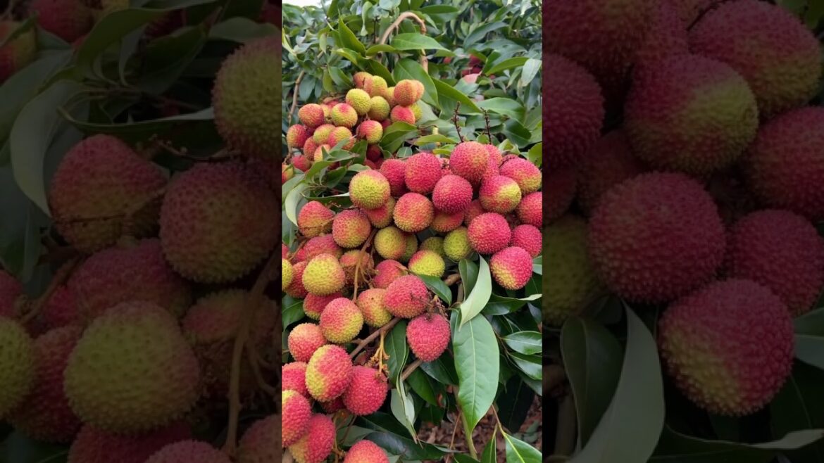 When cultivating litchi in Japan | facts | #shorts