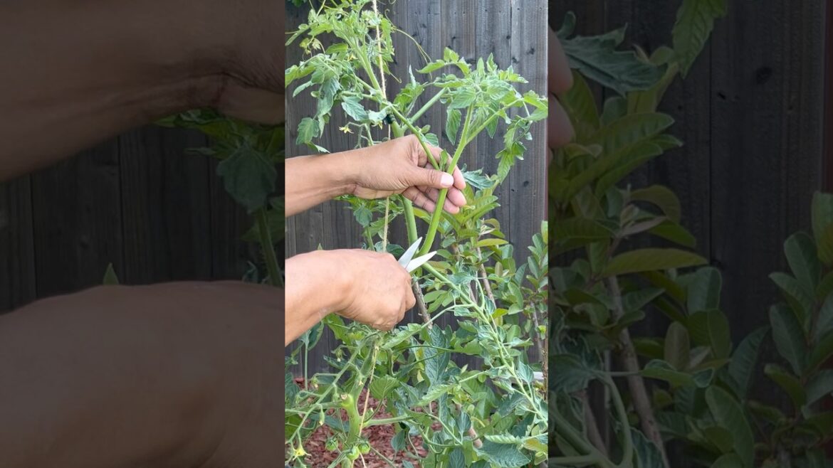 Grow Tomatoes Fast — No Seeds Needed! #garden #gardening #plants