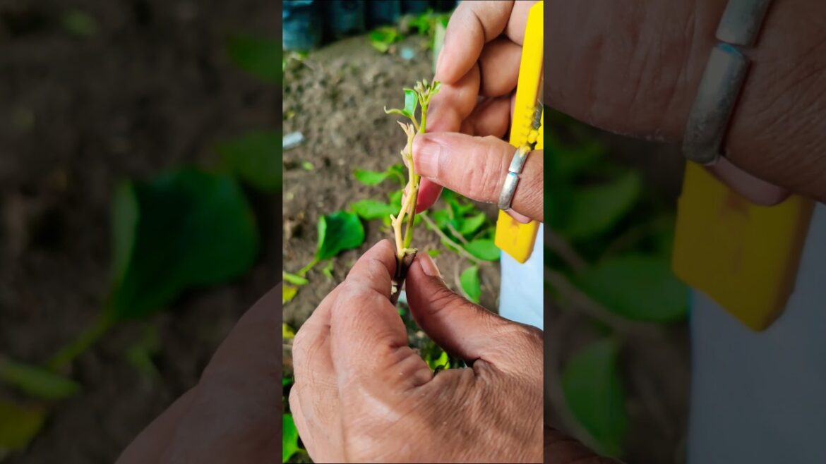 How to Graft Multiple Bougainvillea Colors on One Tree #shorts How to Graft Multiple Bougainvillea Colors on One Tree #shorts
