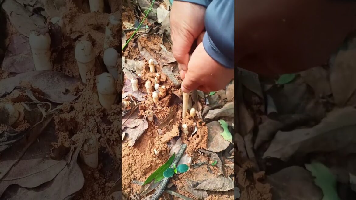 Heap of chicken mushroom#villagelife#farming#agriculture#planting #enjoyrurallife#satisfying