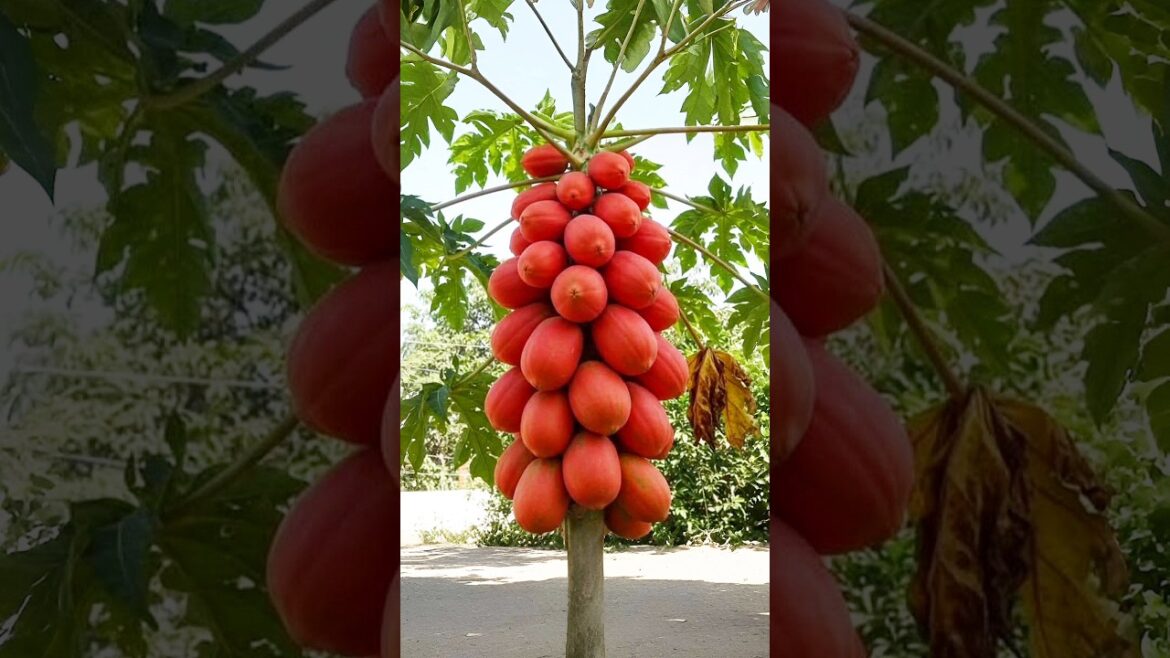 🌿Grow Papaya Tree With Pro tips #gardening #farming #payapa #shorta 🌿Grow Papaya Tree With Pro tips #gardening #farming #payapa #shorta