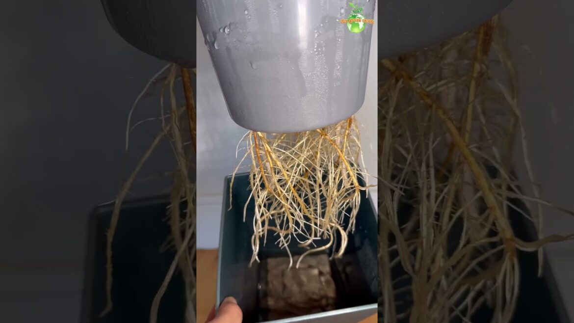 Roots 😱 of Ficus Audrey after a few days of repotting #plants #houseplants  #thegreenearth