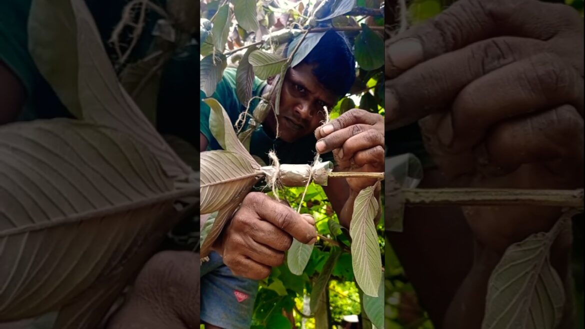 How to Propagate Black Guava with Air Layering 🌱 #shorts How to Propagate Black Guava with Air Layering 🌱 #shorts