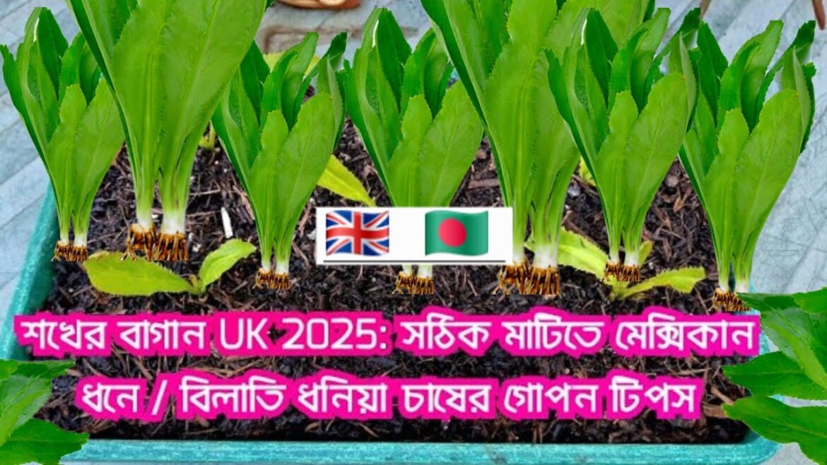 Hobby gardening UK 2025: The secrets tips to grow Mexican coriander / Bilati dhaniya in UK soils