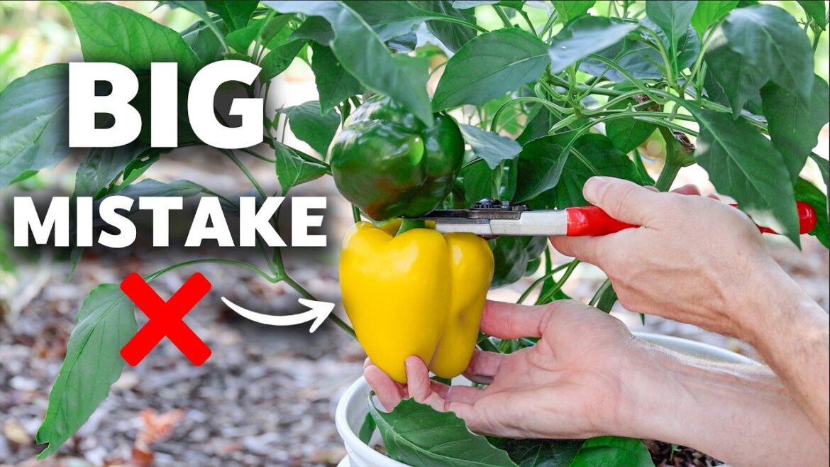 James Prigioni: Doing This Tricks Plants to NEVER Stop Fruiting Doing This Tricks Plants to NEVER Stop Fruiting