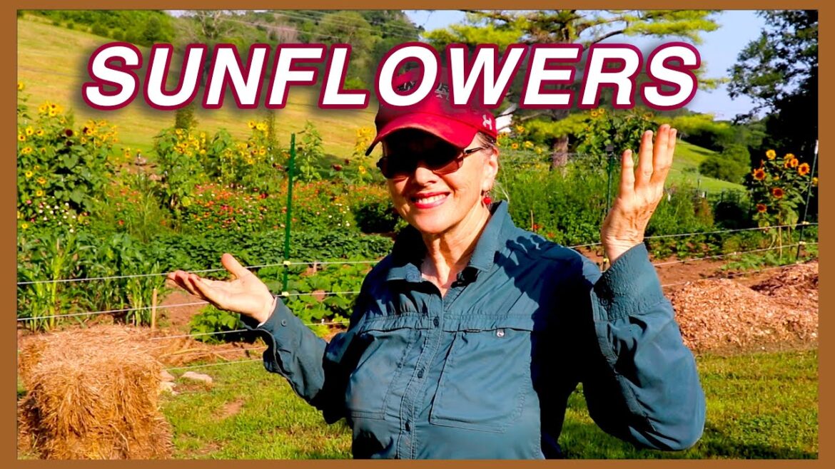 Count the SUNFLOWERS! Lower Garden end of June!