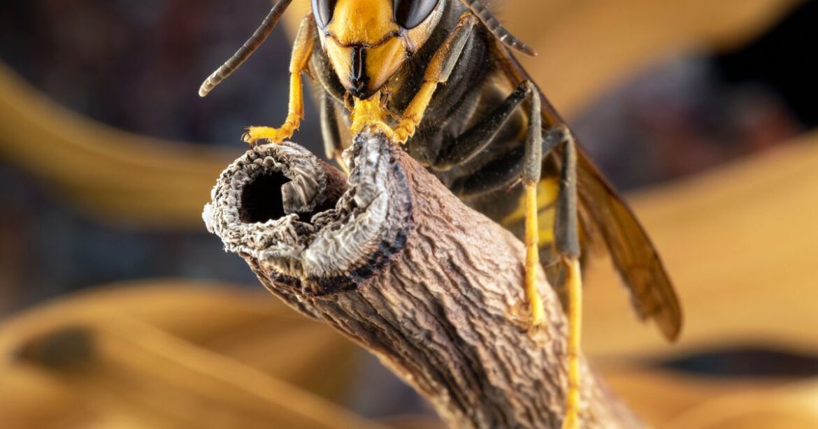 Gardeners urged to spray one item immediately as Asian hornets spotted in UK Ipso logo
