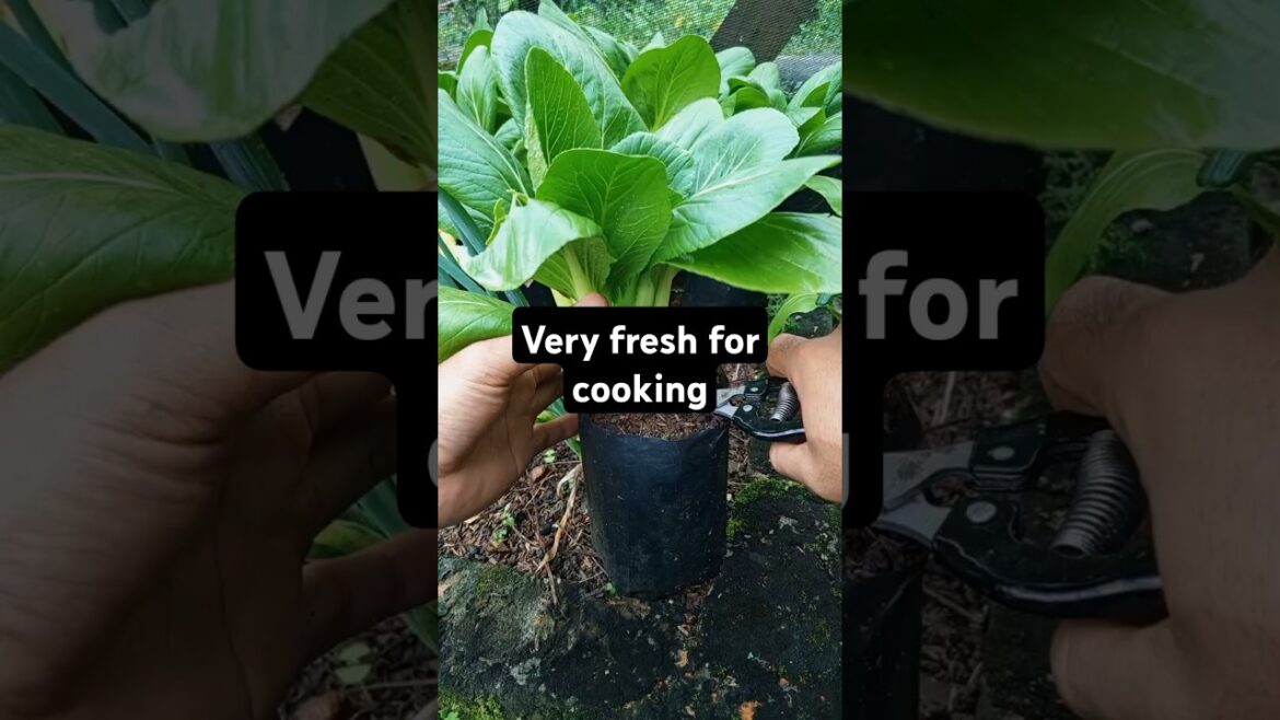 🌱 Picking pakcoy vegetables in the container #gardening 🌱 Picking pakcoy vegetables in the container #gardening