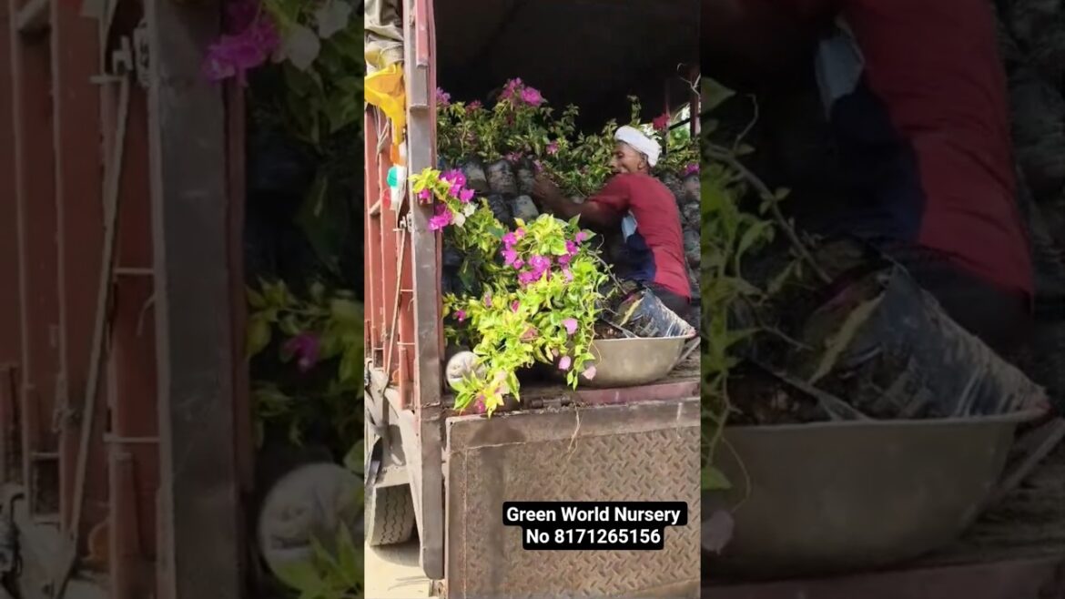 Bougainville 🌿🍃 No 8171265156 All India Supply 🌴 #garden #landscape #youtubeshorts