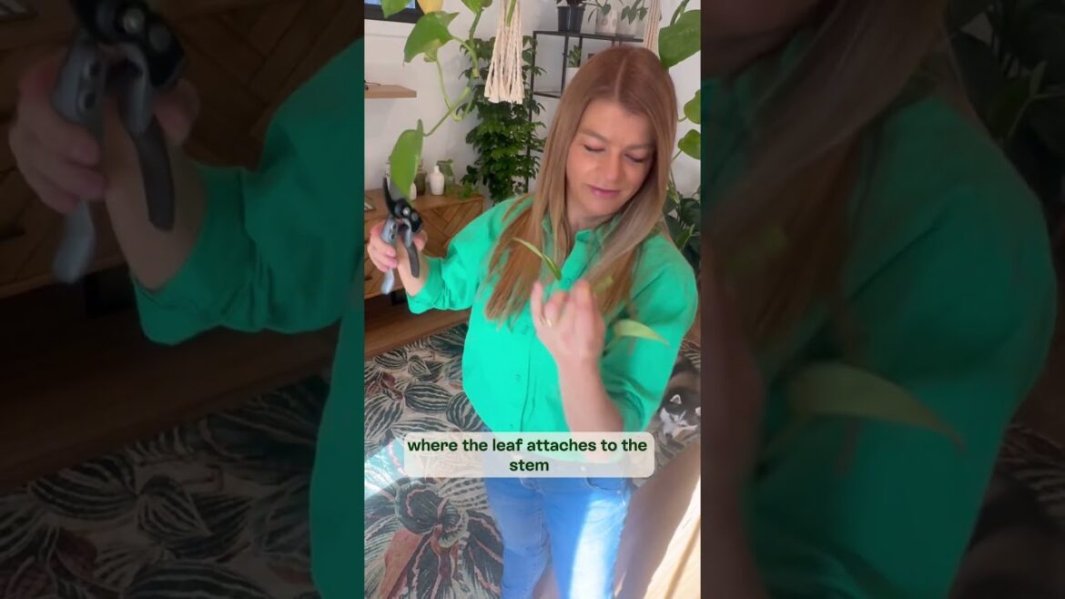 Propagating house plants in 4 simple steps #bestfertiliser #gardening #propogateplantsbycutting