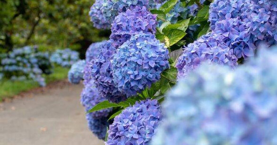 Hydrangeas will have a glorious blue color if you following one gardening tip trust project logo