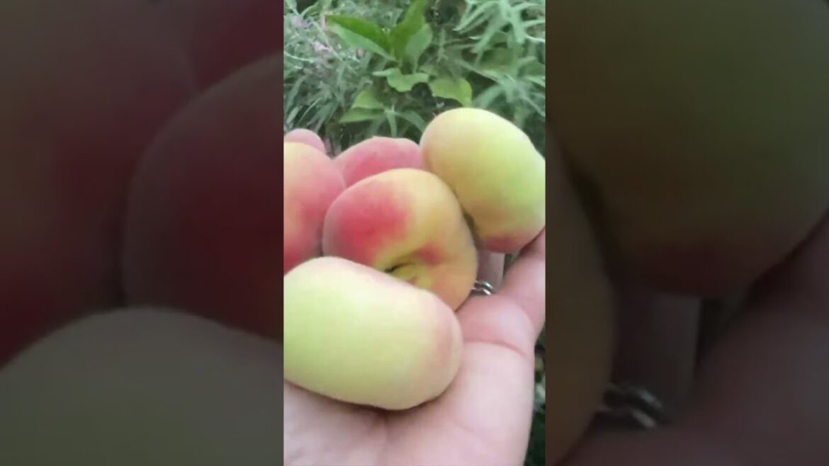 Home Garden | Donut Peaches 🌱🍑 #shorts #peaches #gardeninspiration #gardendesign #gardening #peach