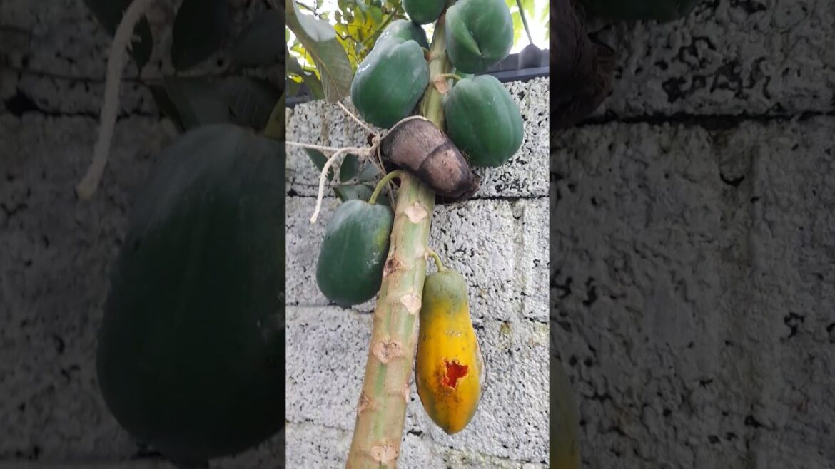 gardening plants, vegetables, flowers