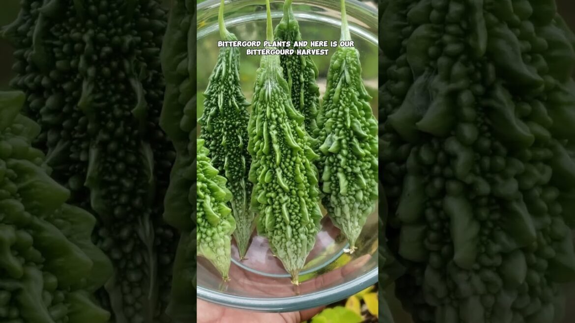 California Gardening: Harvesting Zucchini, Bitter Gourd & Ash Gourd β Fresh from the Garden! π₯ππΏ Harvesting Zucchini, Bitter Gourd & Ash Gourd β Fresh from the Garden! π₯ππΏ