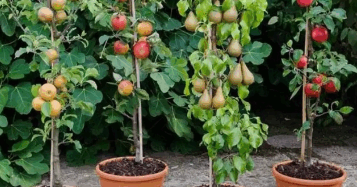 Gardeners race to buy fruit trees worth £60 ‘perfect’ for patios for £2.50 each Ipso logo