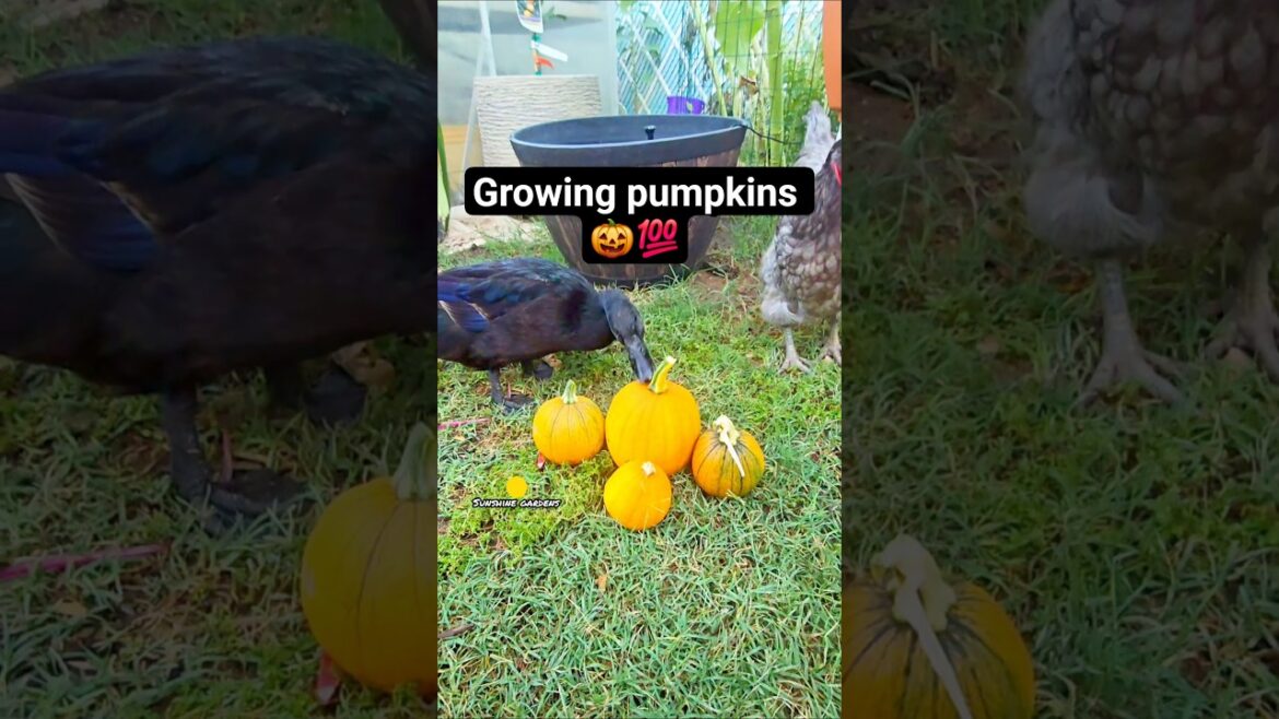 Growing Pumpkins 🎃 #pumpkin #composting #garden #foryou