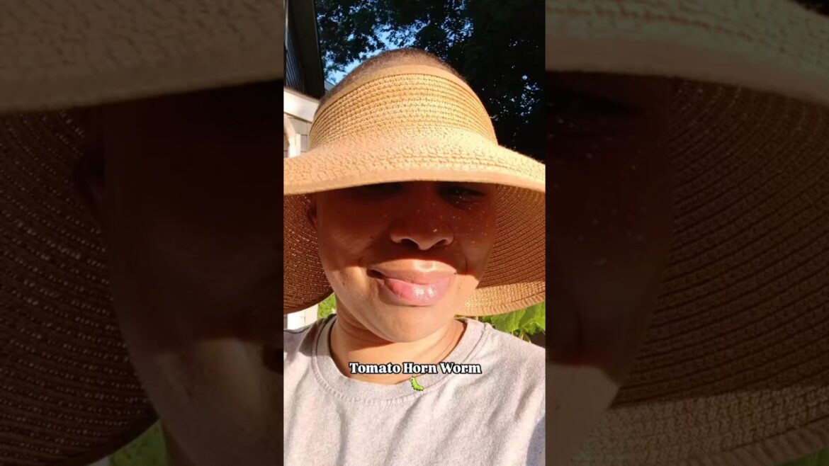 The Tomato Horn Worm Stricks AGAIN‼️🐛 | Container Garden #containergardening #garden