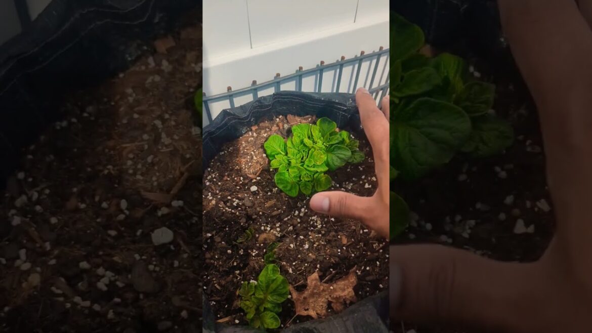 Growing potatoes in bags “Perfect Size Bag For Potatoes” Quick Update ! #potato #gardening Growing potatoes in bags "Perfect Size Bag For Potatoes" Quick Update ! #potato #gardening