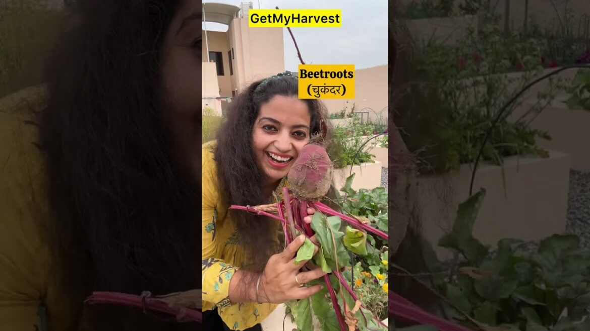 9 Unique things in my Garden in May | आपको सबसे ज्यादा क्या पसंद आया #gardening 9 Unique things in my Garden in May | आपको सबसे ज्यादा क्या पसंद आया #gardening